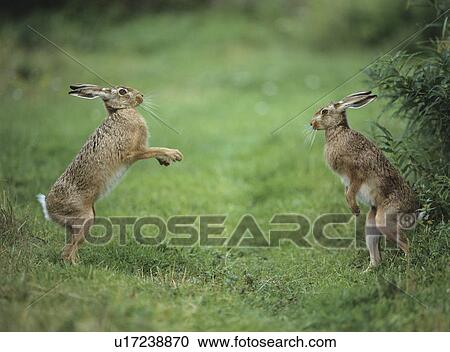 Two aggressive hares View Large Photo Image Stock Image - Two aggressive hares. Fotosearch