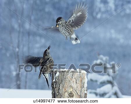 Stock Photo - Two birds fighting for food in winter. Fotosearch