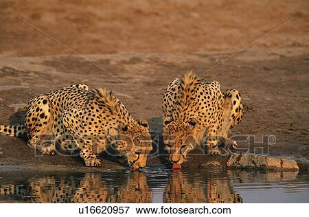 Two Cheetahs (Acinonyx Jubatus) drinking at waterhole View Large Photo Image Stock Photo - Two Cheetahs (Acinonyx Jubatus) drinking at waterhole. Fotosearch