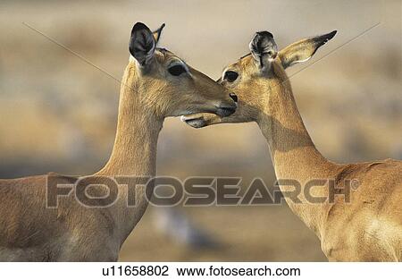 Stock Image - Two Deer face to face outdoors. Fotosearch