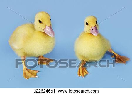 Stock Image - Two ducklings on blue background close-up. Fotosearch