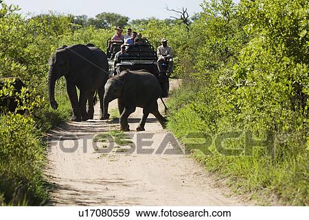 Stock Photo - Two elephants crossing road jeep with tourists in background. Fotosearch
