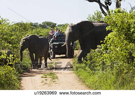 Stock Photo - Two elephants crossing road jeep with tourists in background. Fotosearch