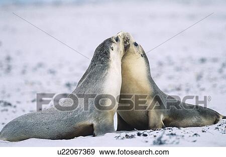 Two Fur seals bonding on beach View Large Photo Image Stock Photo - Two Fur seals bonding on beach. Fotosearch