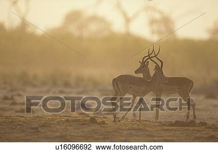 Two Gazelle side by side on savannah View Large Photo Image Stock Image - Two Gazelle side by side on savannah. Fotosearch