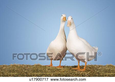 Stock Photo - Two geese against blue background. Fotosearch