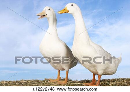 Two geese against blue sky View Large Photo Image Stock Photo - Two geese against blue sky. Fotosearch