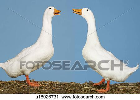 Stock Image - Two geese facing each other against blue background side view. Fotosearch