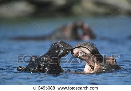 Two Hippopotami (Hippopotamus Amphibius) bathing in waterhole View Large Photo Image Stock Photo - Two Hippopotami (Hippopotamus Amphibius) bathing in waterhole. Fotosearch