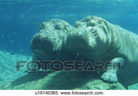 Two Hippopotami (Hippopotamus Amphibius) bathing in waterhole View Large Photo Image Stock Photography - Two Hippopotami (Hippopotamus Amphibius) bathing in waterhole. Fotosearch