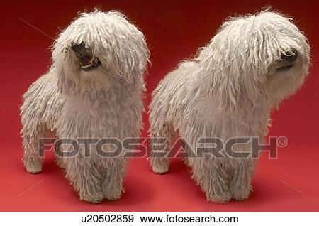 Stock Photo - Two Komondor Dogs on red background. Fotosearch