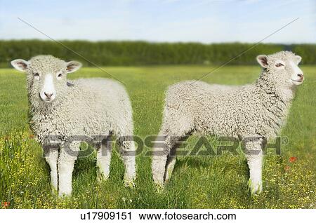 Stock Image - Two lambs in field (digital composite). Fotosearch