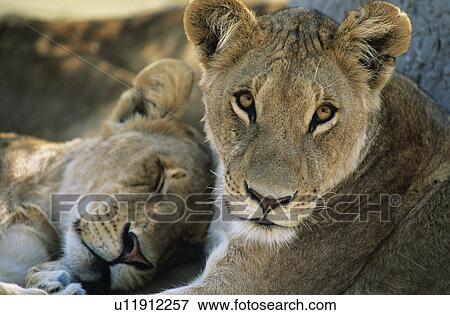 Two Lions resting close-up View Large Photo Image Stock Photo - Two Lions resting close-up. Fotosearch