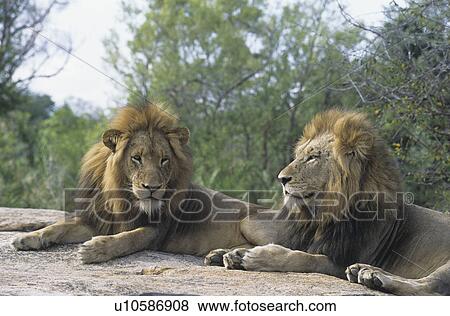 Two male Lions lying on rock View Large Photo Image Stock Photo - Two male Lions lying on rock. Fotosearch