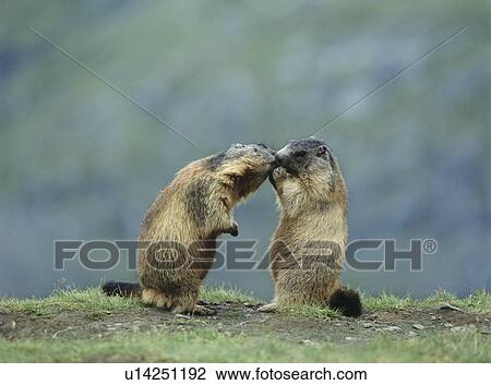 Two Marmots View Large Photo Image Stock Image - Two Marmots. Fotosearch
