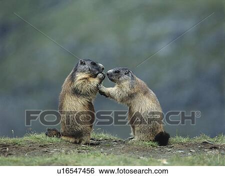 Stock Photograph - Two Marmots. Fotosearch