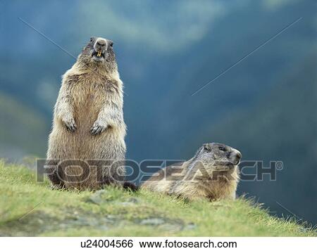 Two Marmots View Large Photo Image Stock Photograph - Two Marmots. Fotosearch