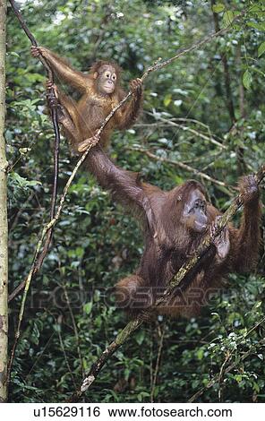 Stock Photograph - Two Orangutans hanging in trees. Fotosearch