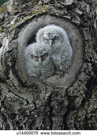 Stock Photo - Two owlets in tree knot. Fotosearch