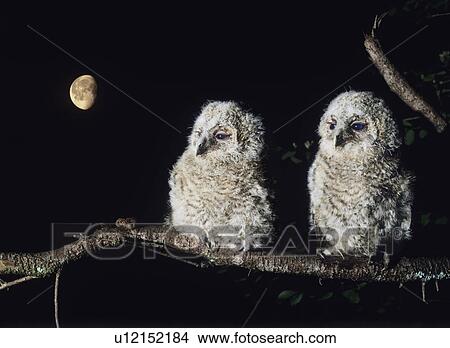 Picture - Two owlets perching on tree branch. Fotosearch
