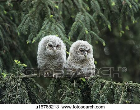 Stock Image - Two owlets perching on tree branch. Fotosearch