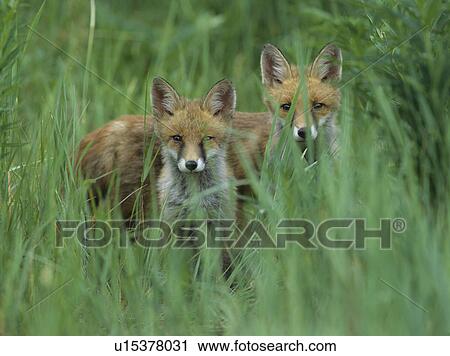 Two red foxes standing in tall grass View Large Photo Image Stock Image - Two red foxes standing in tall grass. Fotosearch
