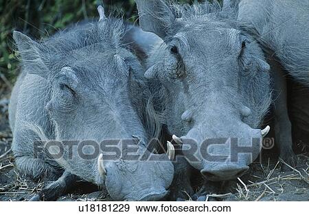 Stock Photo - Two Warthogs side by side close-up. Fotosearch