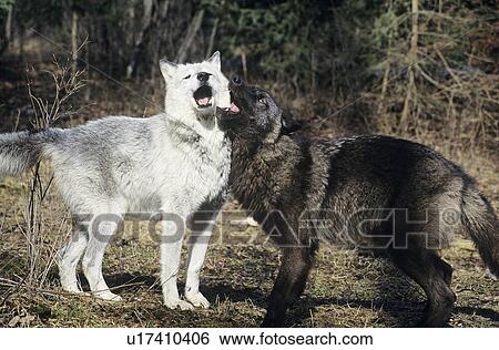 Two wolves playing near forest View Large Photo Image Stock Photograph - Two wolves playing near forest. Fotosearch