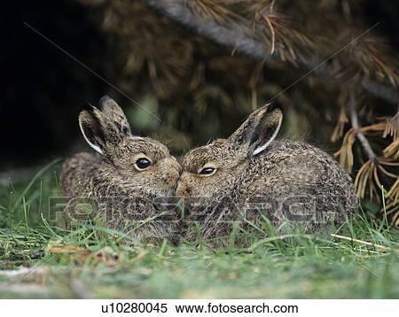Stock Photography - Two young hares sitting by bush. Fotosearch