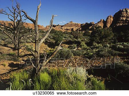 Vegetation in rocky landscape View Large Photo Image Stock Photography - Vegetation in rocky landscape. Fotosearch