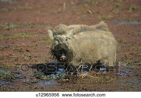Stock Photograph - Warthog in mud. Fotosearch
