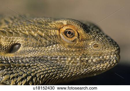 Stock Image - Water dragon close-up of head. Fotosearch