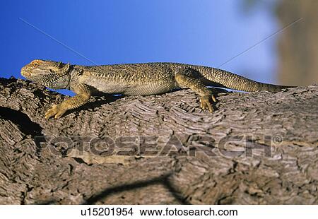 Picture - Water dragon on branch. Fotosearch
