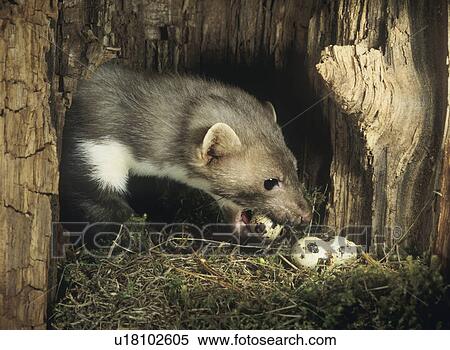 Stock Photography - Weasel stealing eggs from nest. Fotosearch