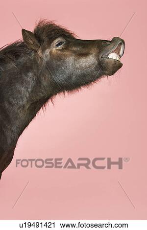 Stock Image - Whinnying horse against pink background side view of head. Fotosearch