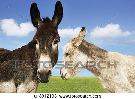 White and brown donkey in field View Large Photo Image Stock Image - White and brown donkey in field. Fotosearch