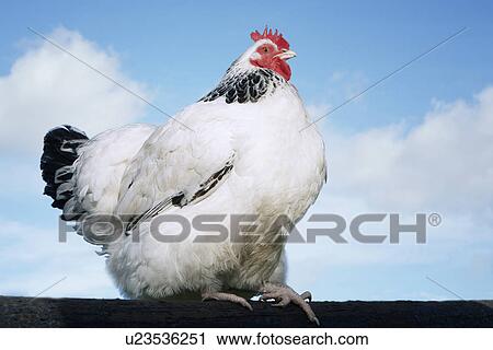 White chicken against sky low angle view View Large Photo Image Stock Image - White chicken against sky low angle view. Fotosearch