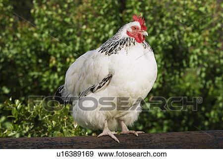 White chicken sitting on fence outdoors View Large Photo Image Stock Photo - White chicken sitting on fence outdoors. Fotosearch