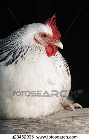 Stock Photography - White chicken sitting on plank. Fotosearch