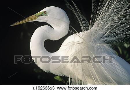 White Egret close-up View Large Photo Image Stock Image - White Egret close-up. Fotosearch