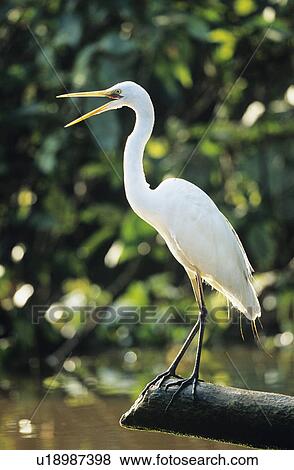 Stock Photo - White Heron perched on log. Fotosearch