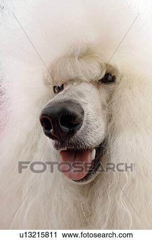 White Poodle close-up View Large Photo Image Stock Image - White Poodle close-up. Fotosearch