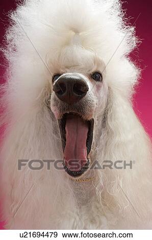 White Poodle close-up View Large Photo Image Stock Photo - White Poodle close-up. Fotosearch