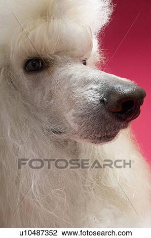 Stock Image - White Poodle looking away close-up. Fotosearch