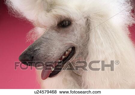 White Poodle looking away close-up View Large Photo Image Stock Photo - White Poodle looking away close-up. Fotosearch