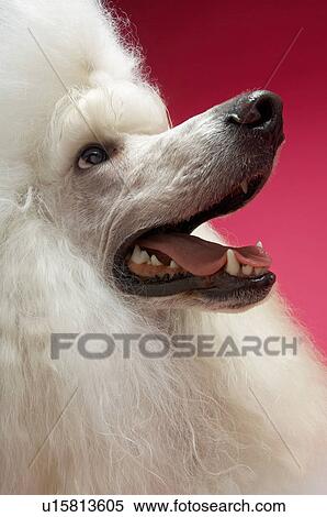 Stock Photography - White Poodle looking away close-up. Fotosearch