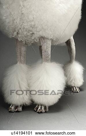 White Poodle low section View Large Photo Image Stock Image - White Poodle low section. Fotosearch