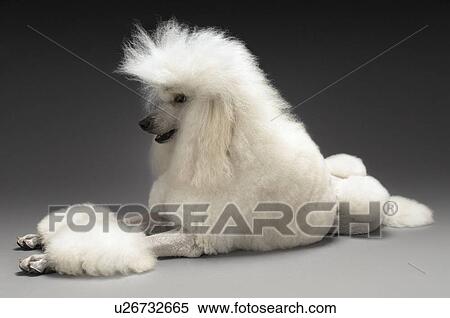 Stock Photography - White Poodle on grey background. Fotosearch