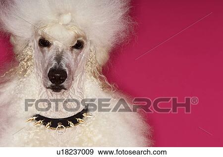 Stock Photo - White Poodle on pink background close-up. Fotosearch