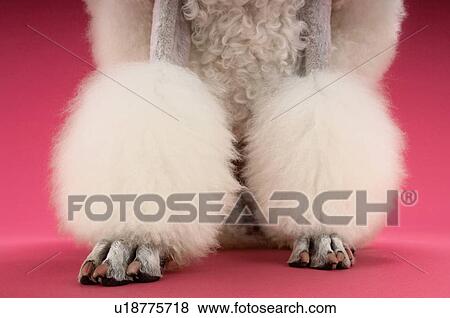 White Poodle on pink background low section View Large Photo Image Stock Photo - White Poodle on pink background low section. Fotosearch